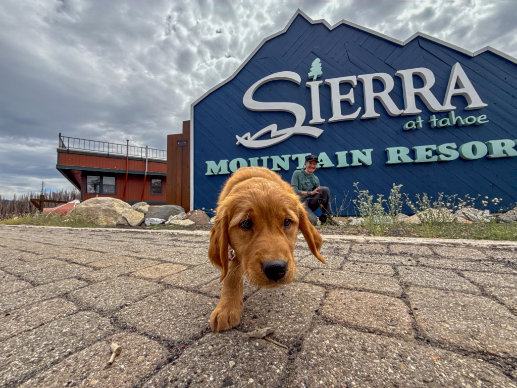 sierra at tahoe avalache dog yuki getting training new dog ski patrol